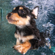 Illustration for article titled Theres emNOTHING/em cuter than these puppies swimming underwater